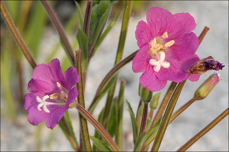 Слика од Epilobium hirsutum L.