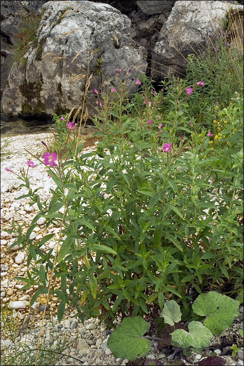 Слика од Epilobium hirsutum L.