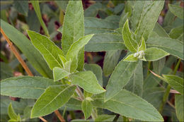 Слика од Epilobium hirsutum L.