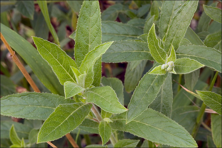 Слика од Epilobium hirsutum L.