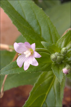 Image of Hoary Willowherb