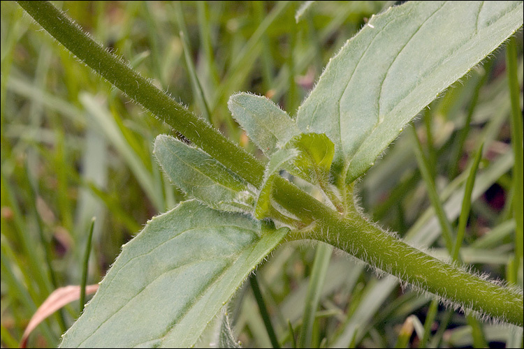 Image of Hoary Willowherb