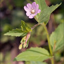 Imagem de Epilobium montanum L.