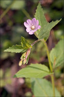 Image of Broad-leaved Willowherb