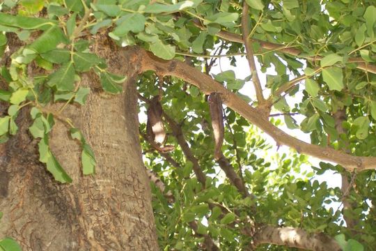 Image of Carob Tree