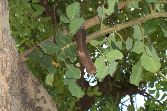 Image of Carob Tree