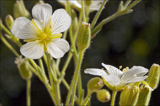 صورة <i>Minuartia capillacea</i>