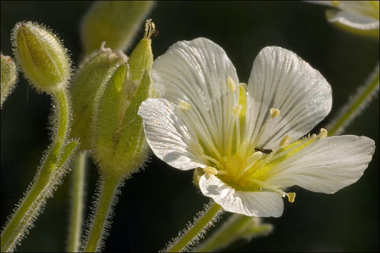 صورة <i>Minuartia capillacea</i>