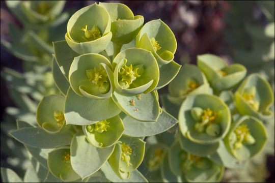 Image of sea spurge