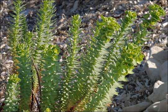 Image of sea spurge