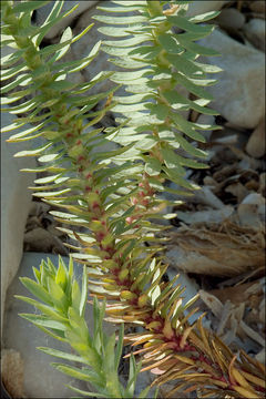 Plancia ëd Euphorbia paralias L.