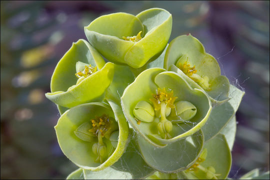 Plancia ëd Euphorbia paralias L.