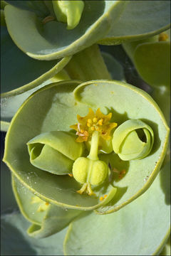 Image of sea spurge