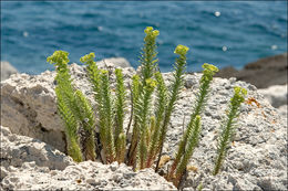 Image of sea spurge