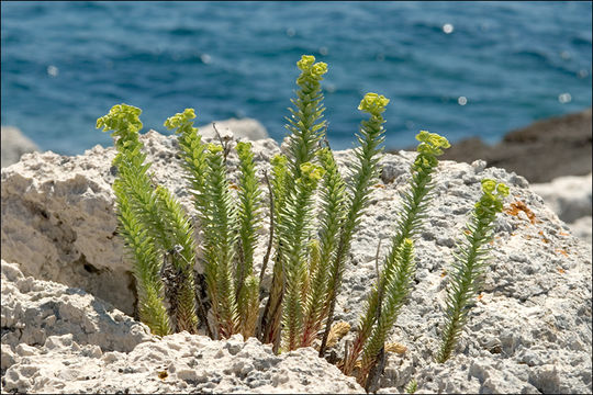 Plancia ëd Euphorbia paralias L.