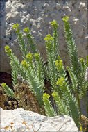 Image of sea spurge