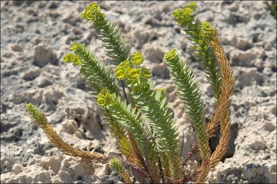 Image of sea spurge