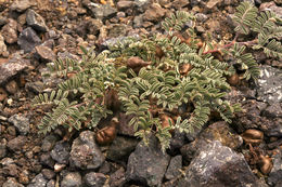 Sivun Astragalus lentiginosus var. ineptus (A. Gray) M. E. Jones kuva