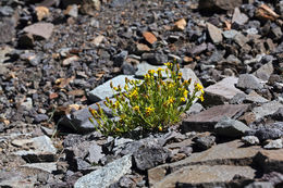 Image of dwarf mountain ragwort