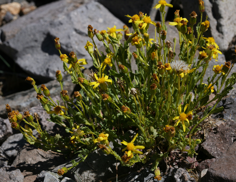 Image of dwarf mountain ragwort