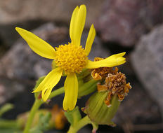 Image of dwarf mountain ragwort