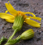 Image of dwarf mountain ragwort