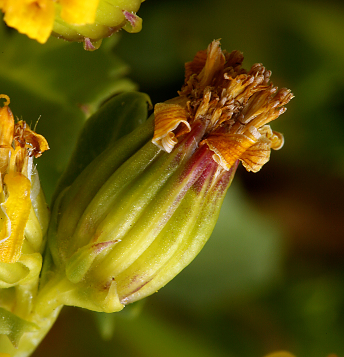 Image of dwarf mountain ragwort