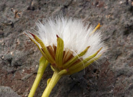 Image of dwarf mountain ragwort