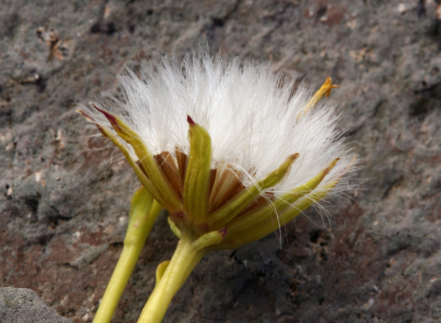 Слика од Senecio fremontii var. occidentalis Gray