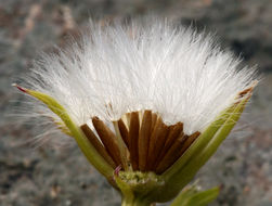 Image of dwarf mountain ragwort