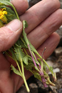 Image of dwarf mountain ragwort