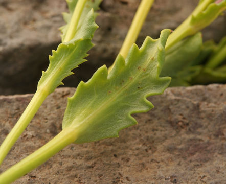 Image of dwarf mountain ragwort