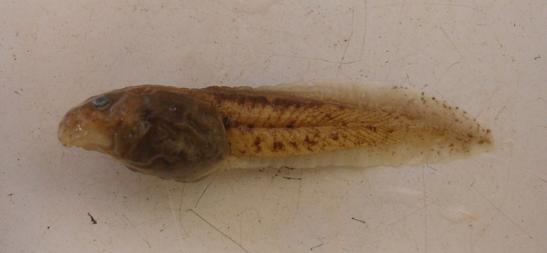 Imagem de Odontophrynus americanus (Duméril & Bibron 1841)