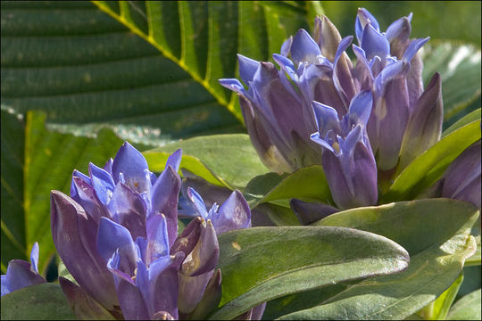 Image of Cross gentian