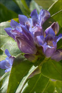 Image of Cross gentian