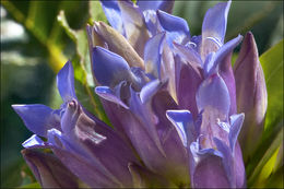 Image of Cross gentian