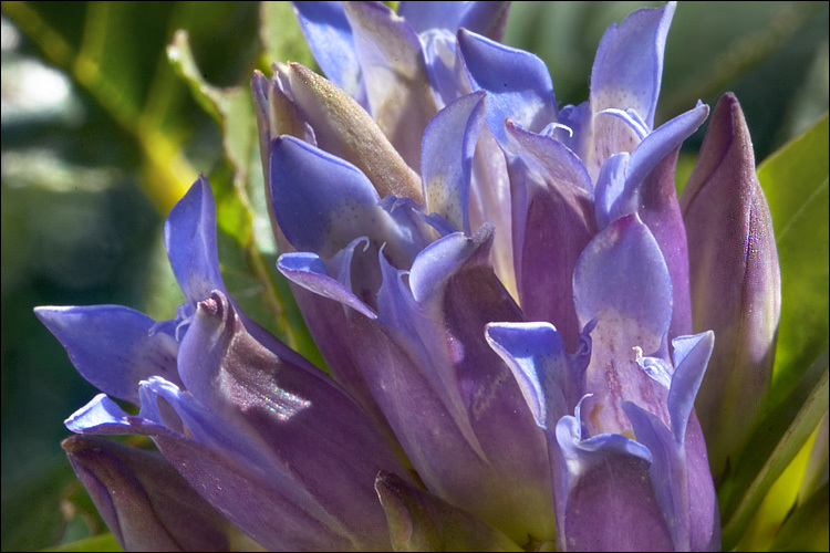 Image of Cross gentian