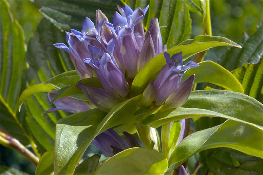 Image of Cross gentian