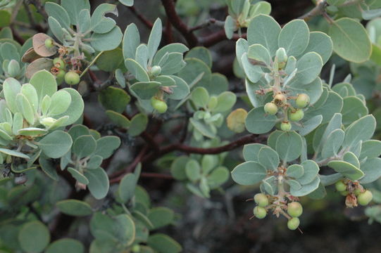 Image of Sonoma manzanita