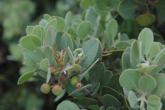 Image de Arctostaphylos canescens subsp. sonomensis (Eastw.) P. V. Wells