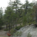 Plancia ëd Arctostaphylos canescens subsp. sonomensis (Eastw.) P. V. Wells