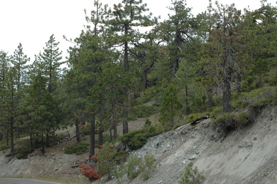 Image of Sonoma manzanita