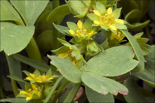 Imagem de Sibbaldia procumbens L.