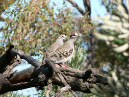 Image of Common Bronzewing