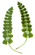 Image of <i>Asplenium trichomanes-ramosum</i>