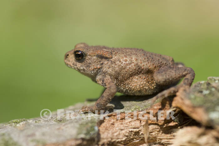 Image of Common Toad