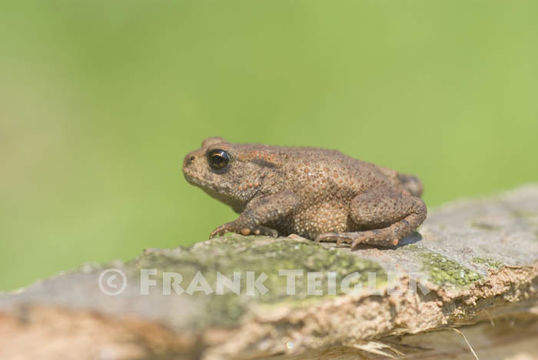 Image of Common Toad