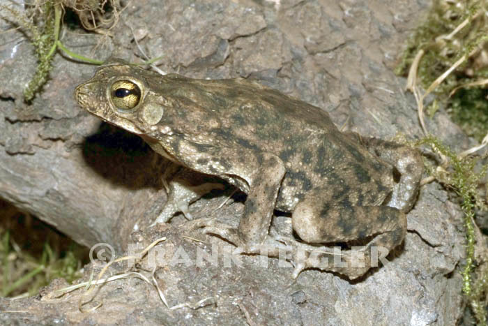 Image of Common Lesser Toad