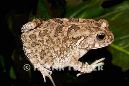 Image de Sclerophrys gutturalis (Power 1927)