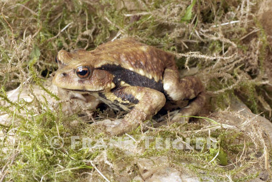 Sivun Bufo japonicus Temminck & Schlegel 1838 kuva